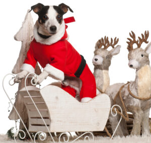 Jasmine and the Sleigh